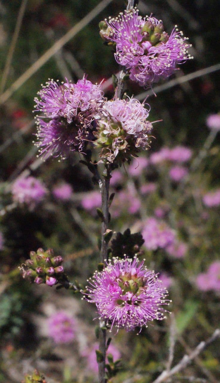 Kunzea 2