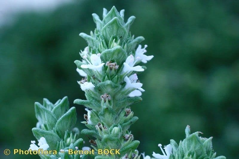 Thymus carnosus 18