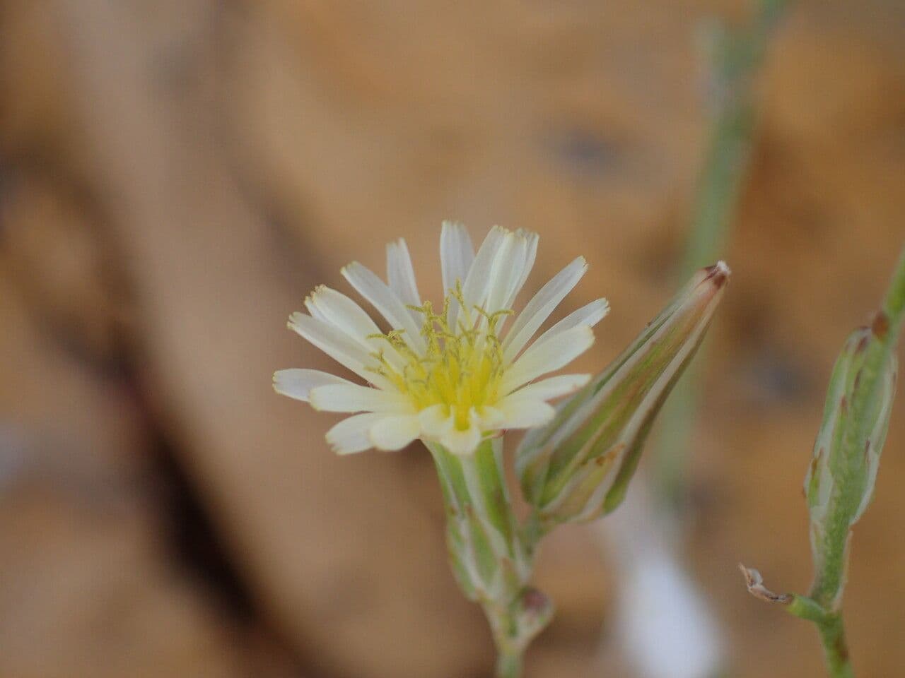 Lactuca indická 2