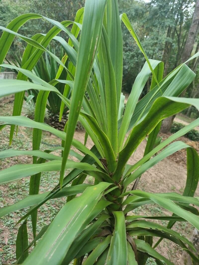 Dracena 8