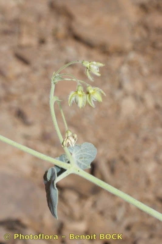Pergularia tomentosa 25