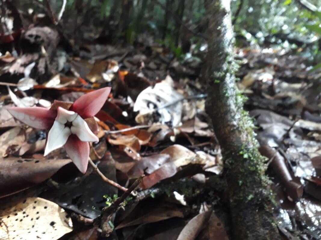 Duguetia 5