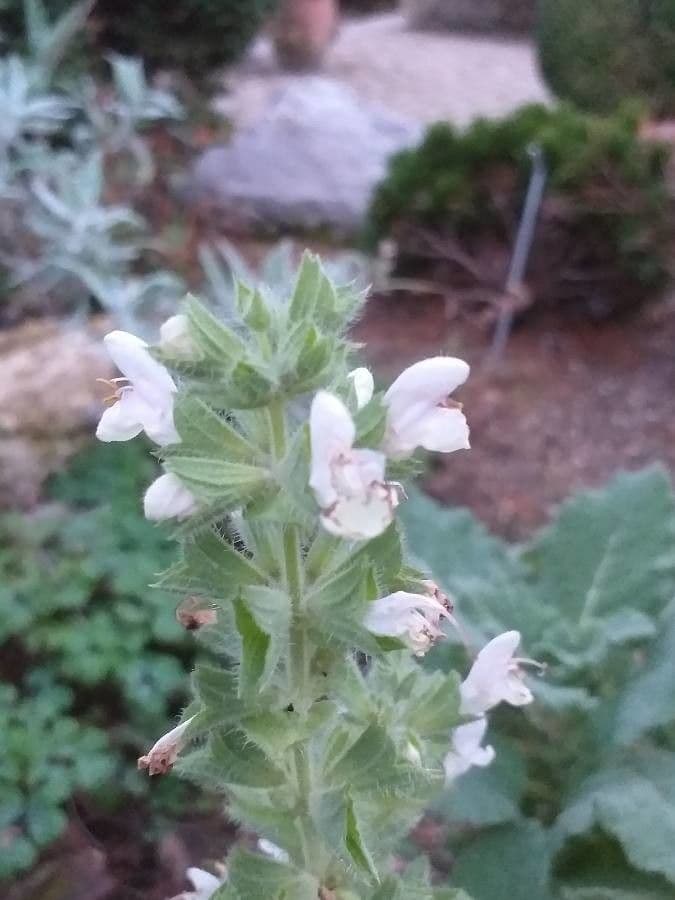 Salvia 2