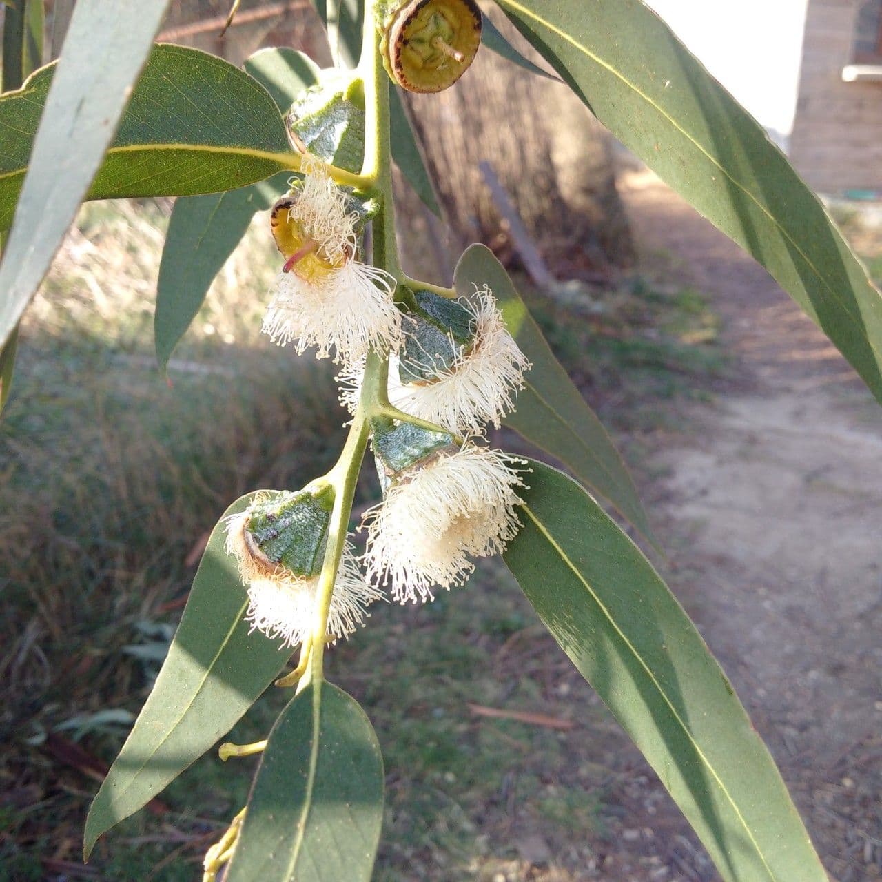 Blauer Eukalyptus 10