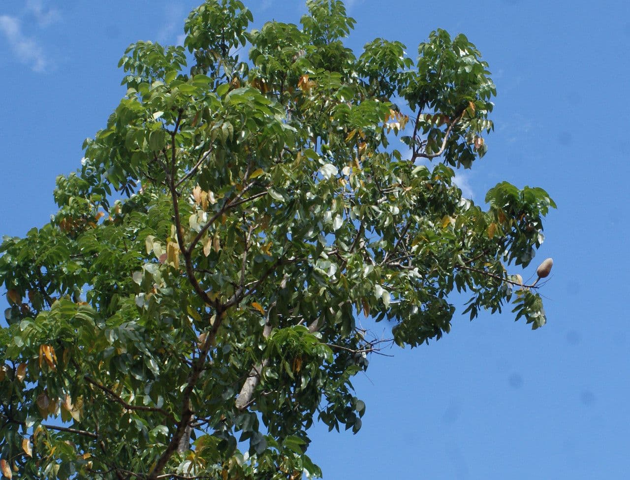 Mogano 11