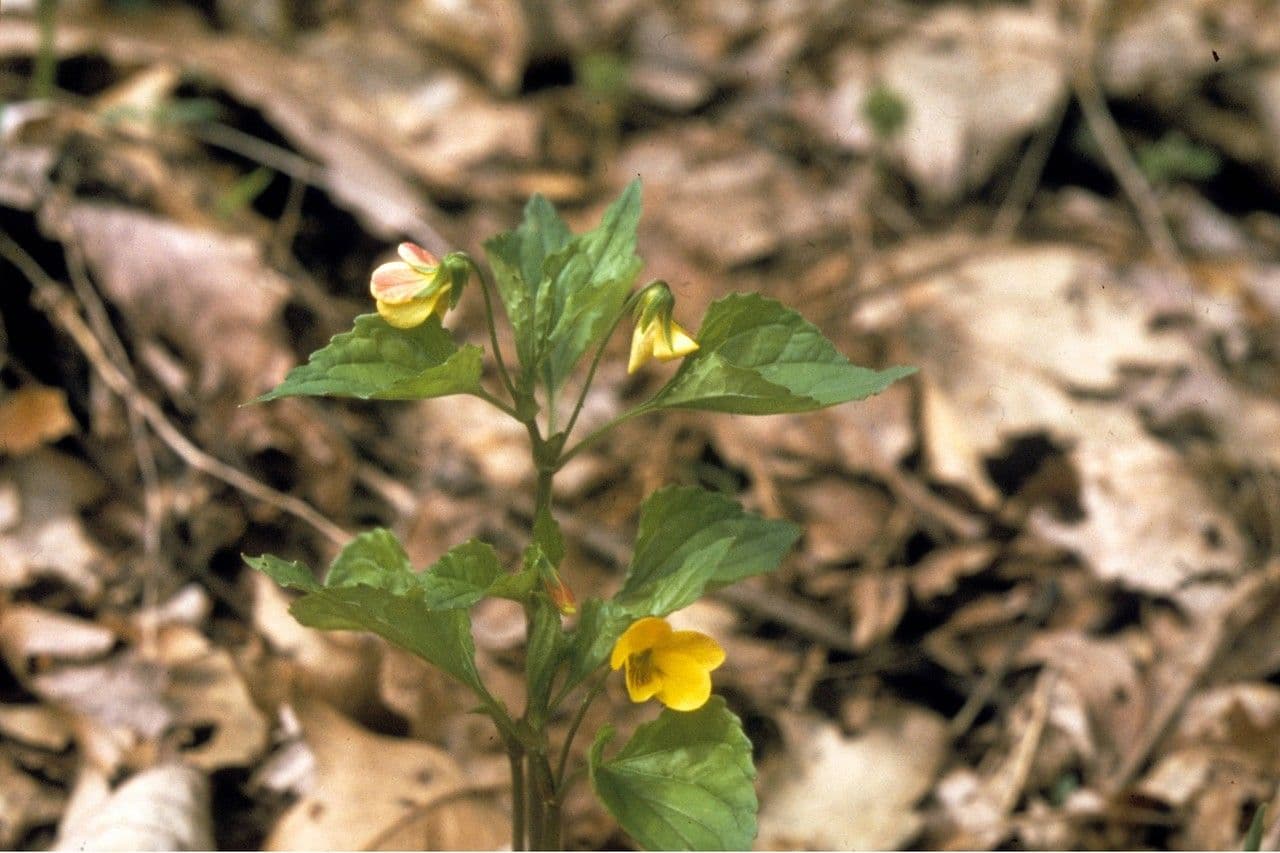Viola tripartita 4
