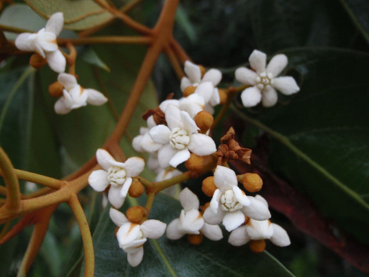 Nectandra protistolistá