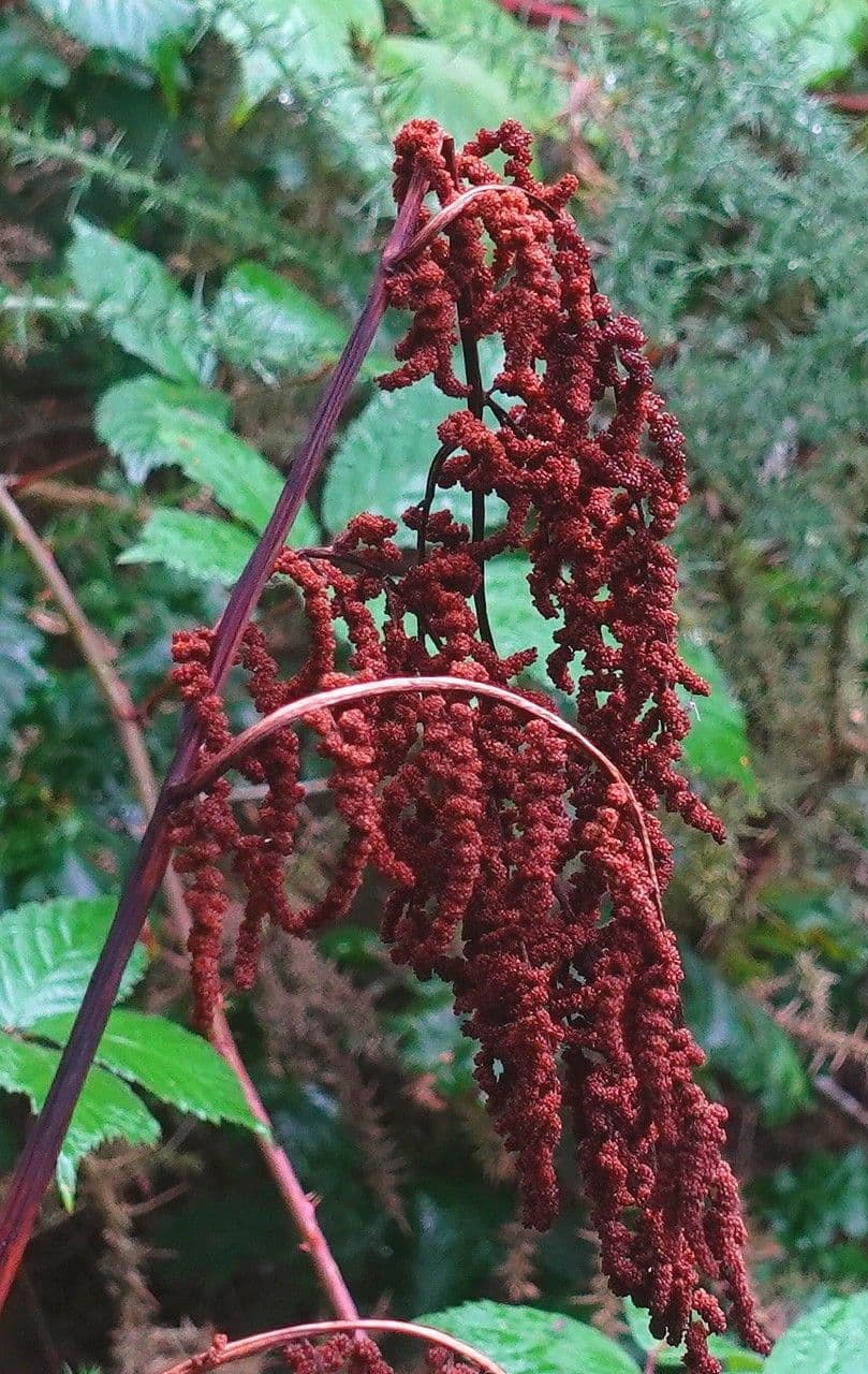 Długosz królewski 4