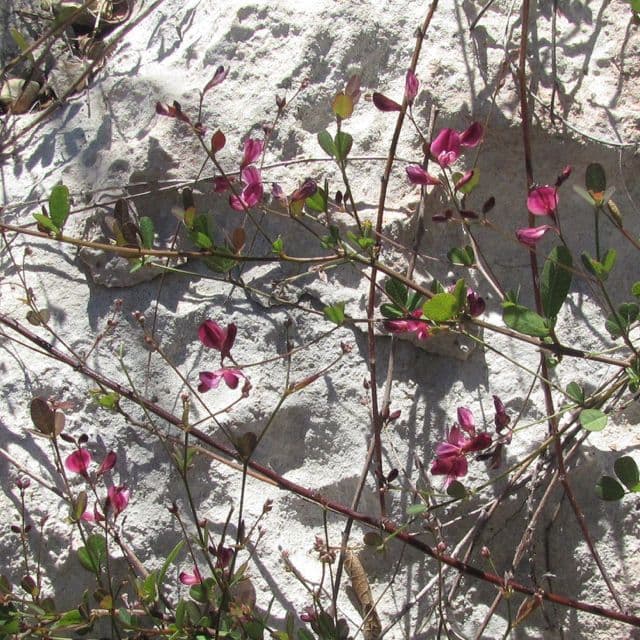 Lespedeza texana 4