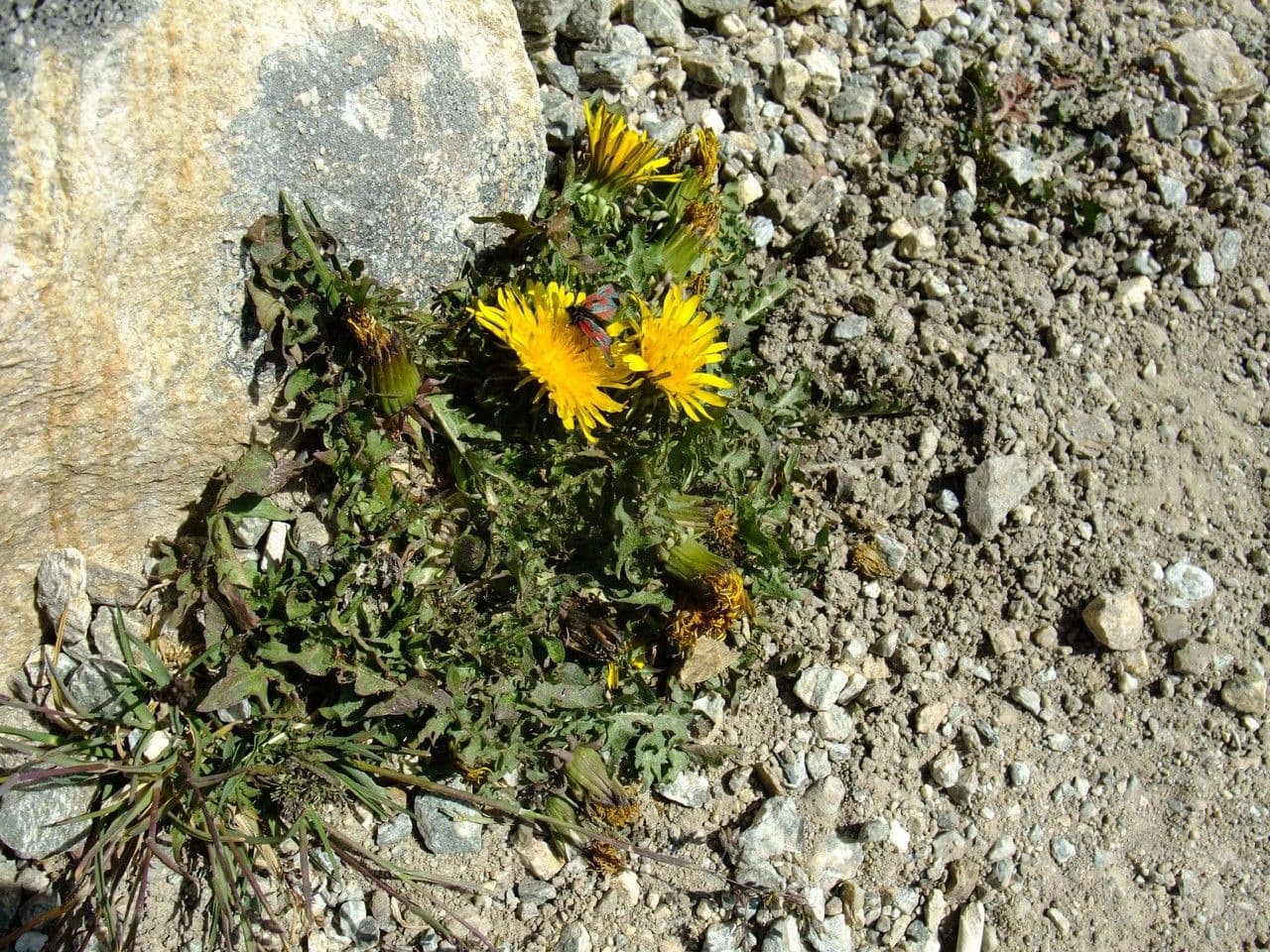 Blutroter Löwenzahn 12