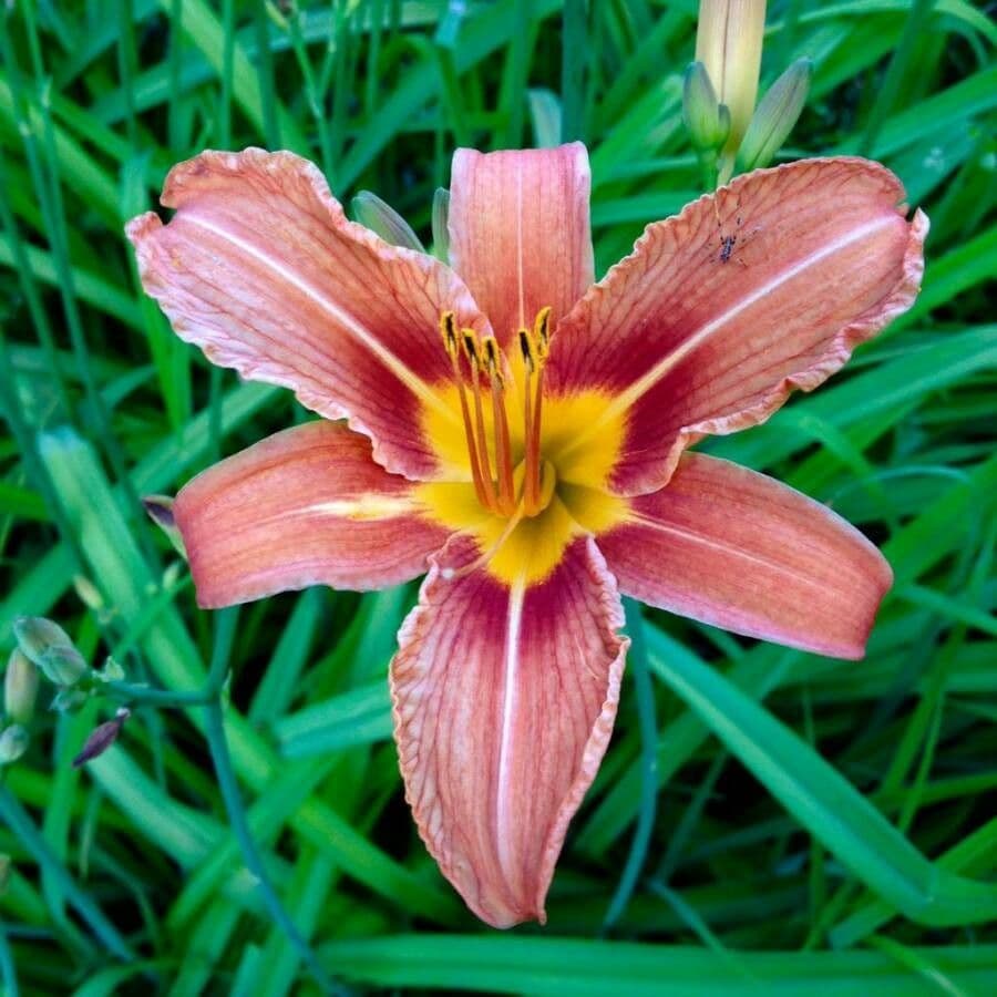 Emerocallide fulva 8