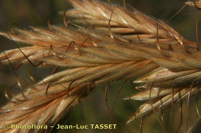 Bromus squarrosus 8
