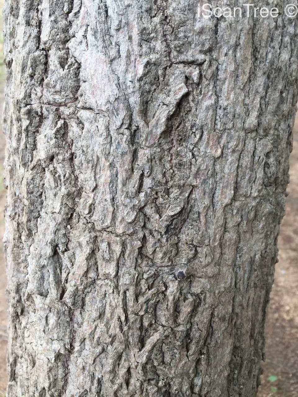 Sterculia 21