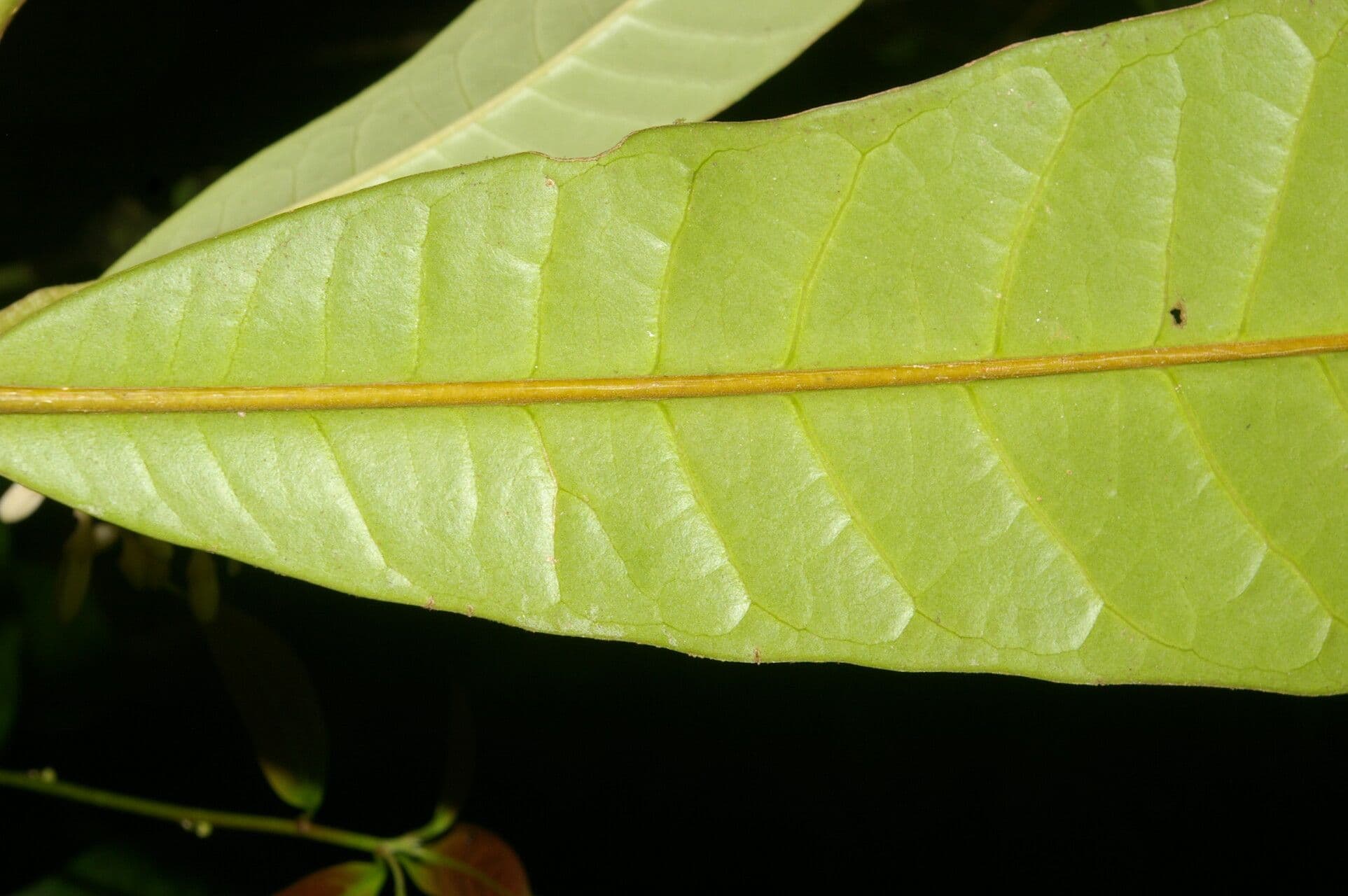 Conchocarpus 17