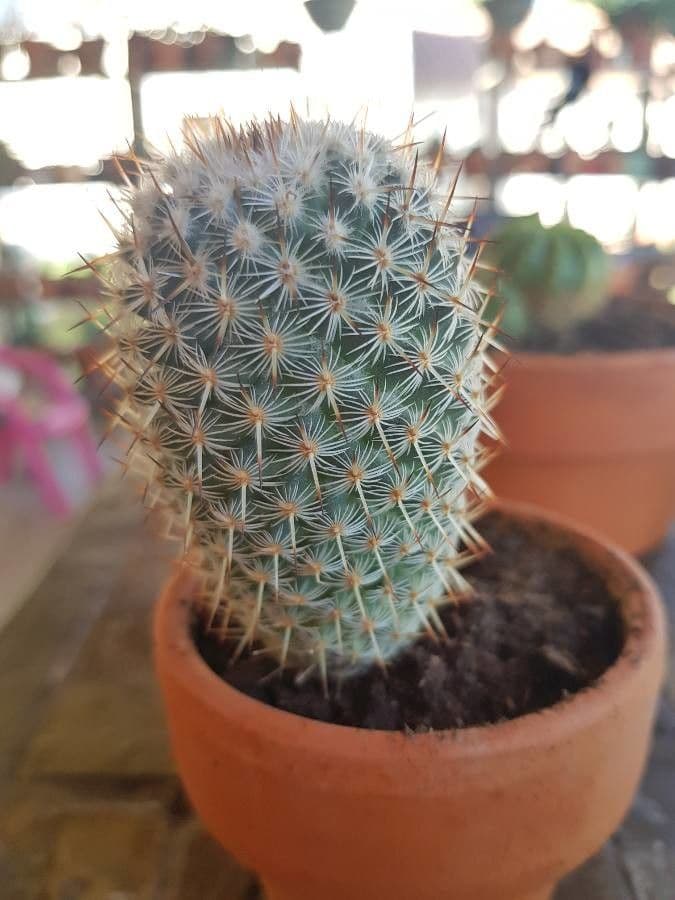 Mammillaria 3