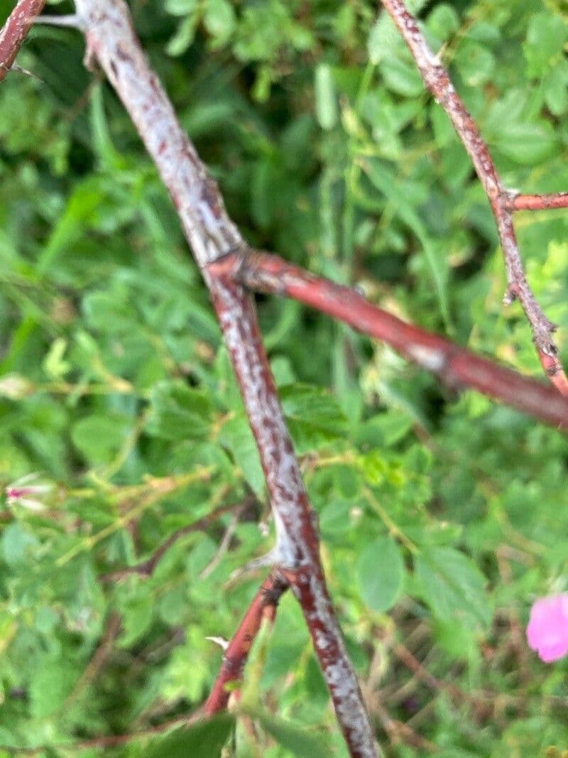 Woods-Rose 22