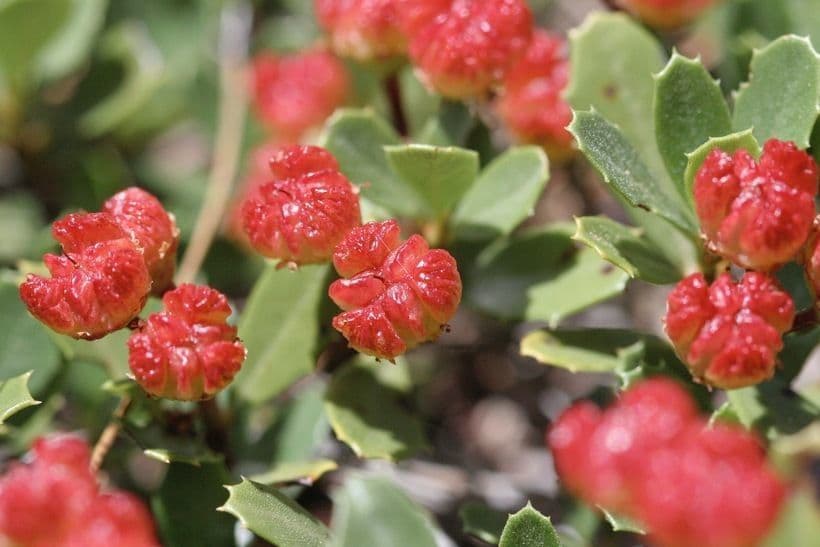 Ceanothus 3