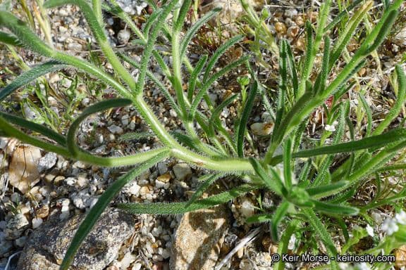 Cryptantha pterocarya 14