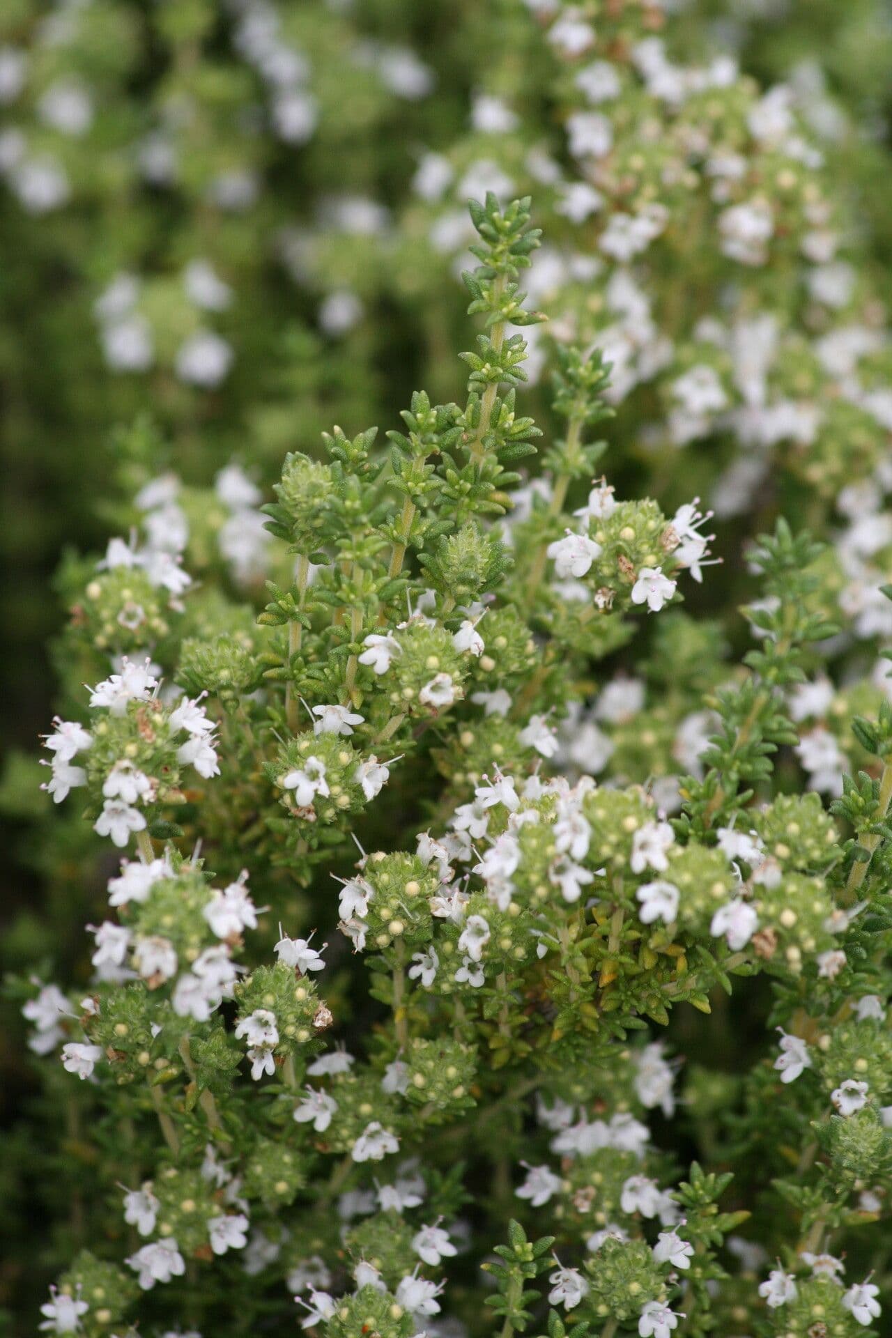 Thymus carnosus 3