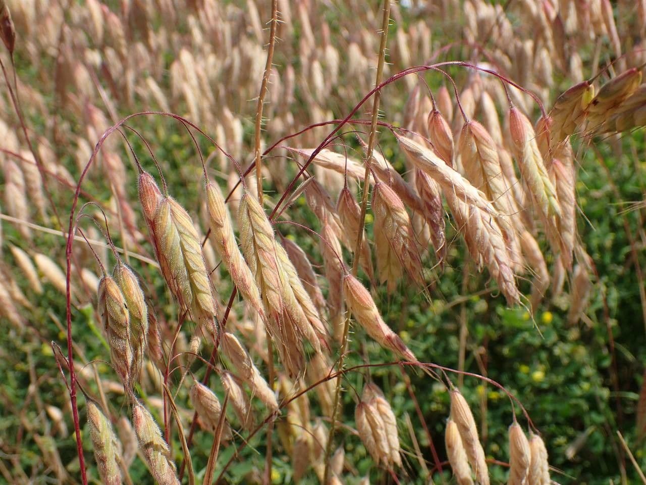 Bromus squarrosus 21