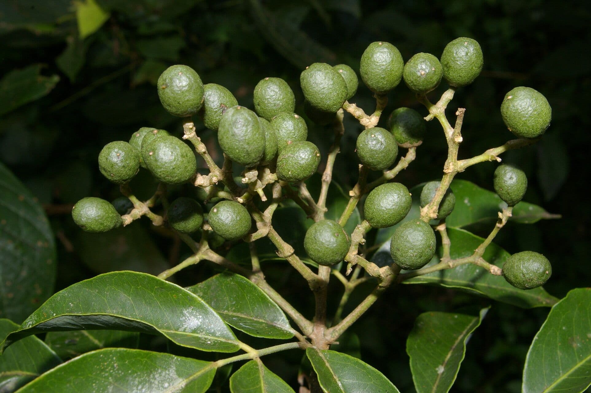 Amyris