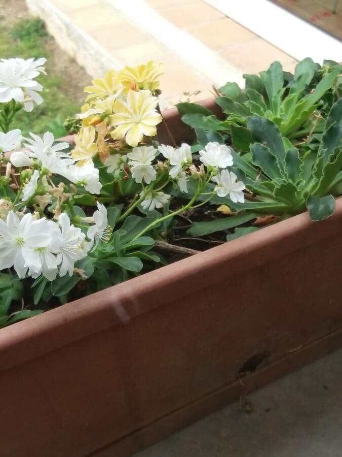 Lewisia cotyledon 12