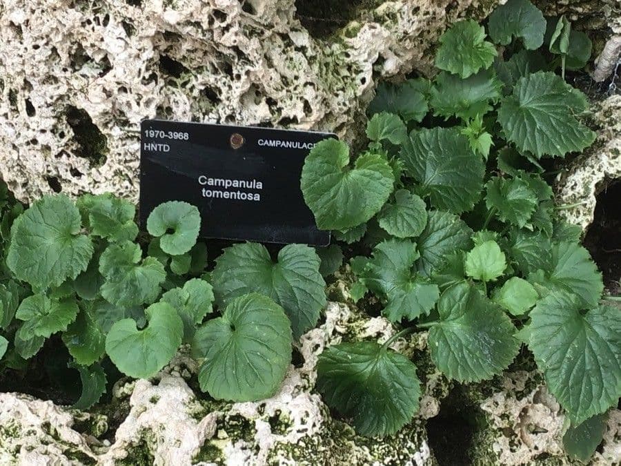 Campanula 5