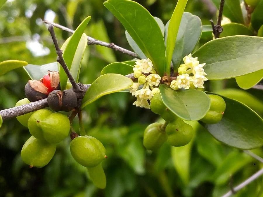 Emmenosperma 7