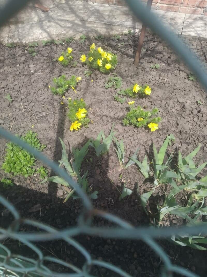Coreopsis gigantea 5