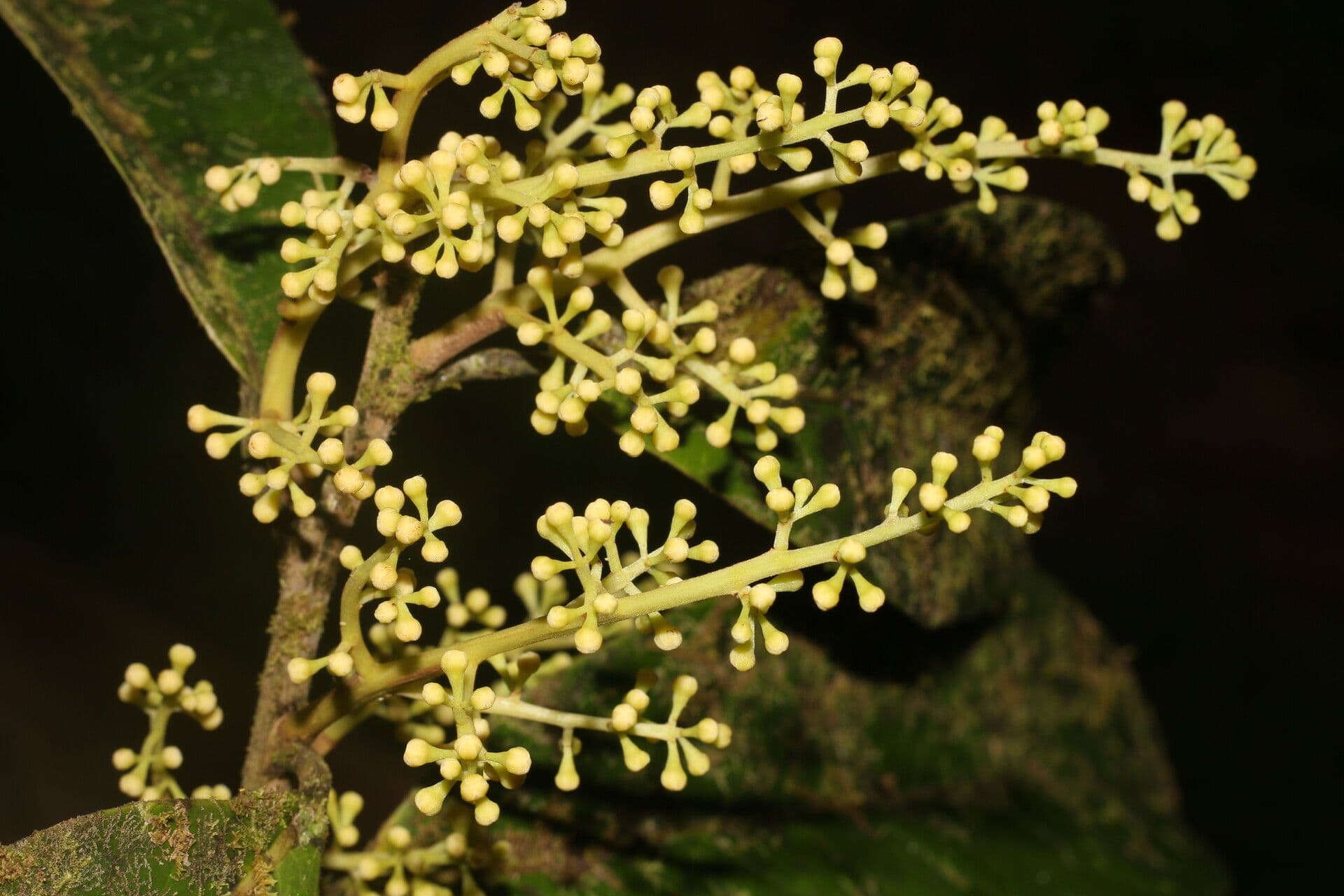 Ocotea leucoxylon 9