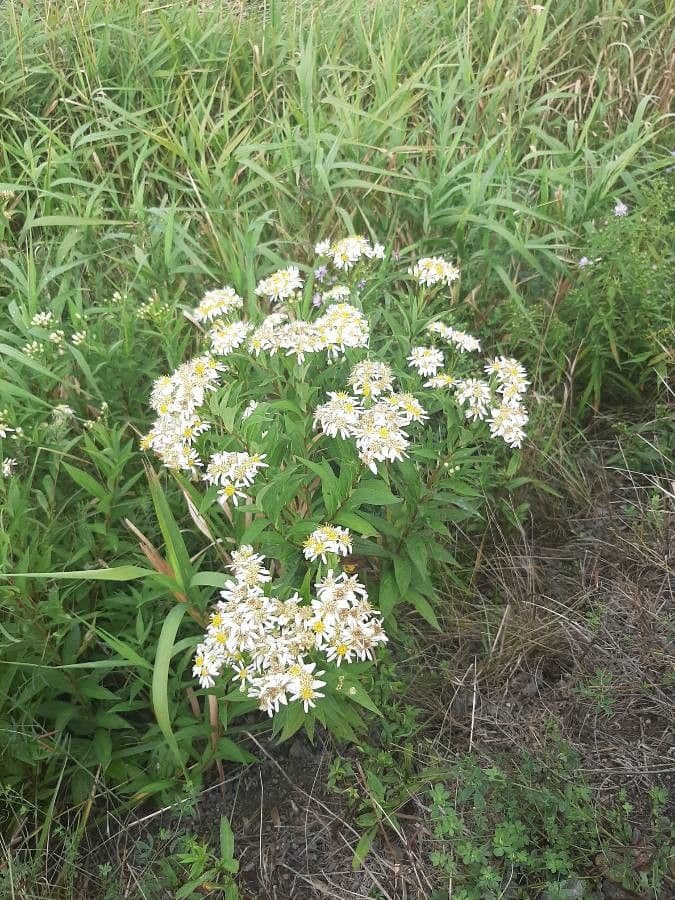 Doellingeria umbellata 9