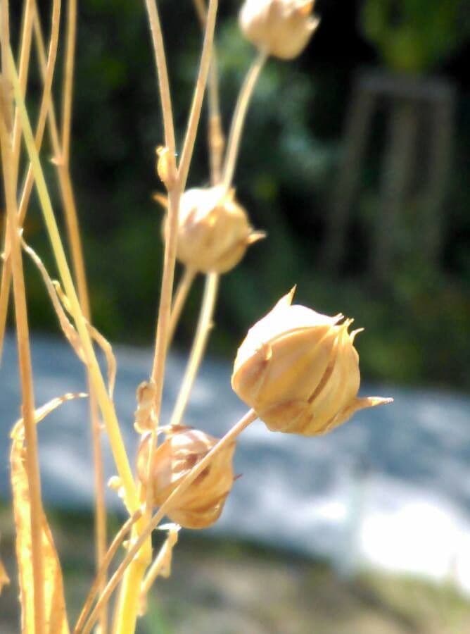 Linseed 2
