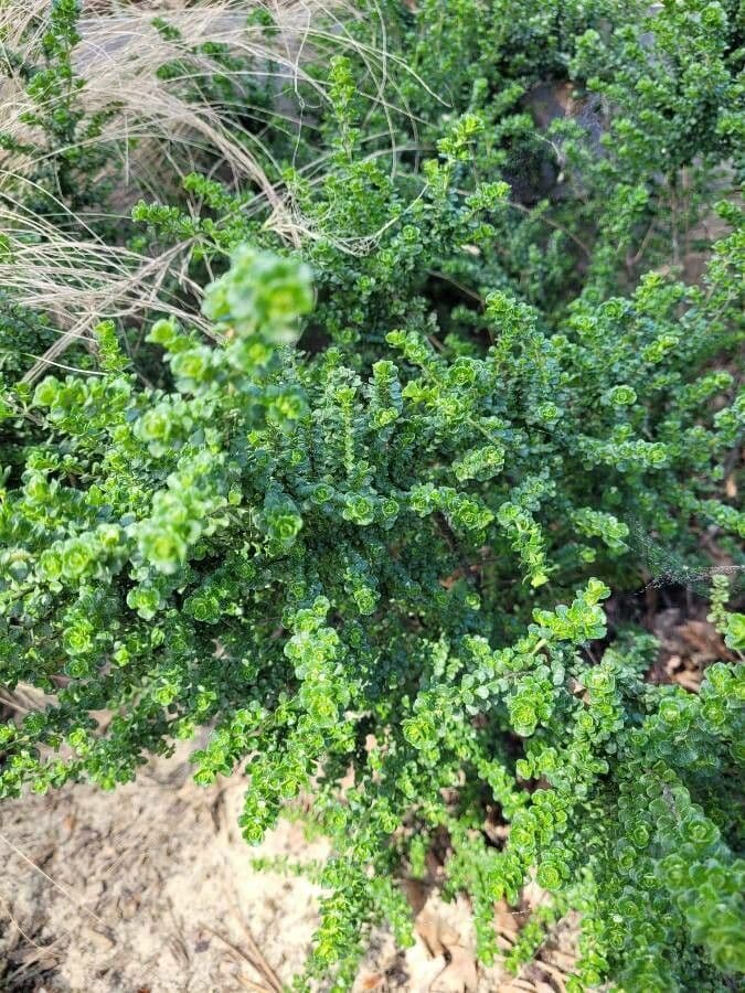 Prostanthera 9