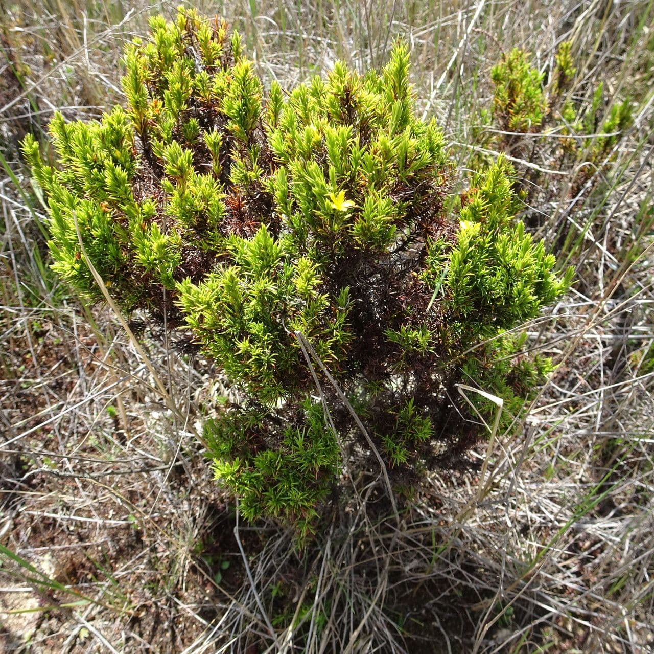 Hipérico de enebro 5
