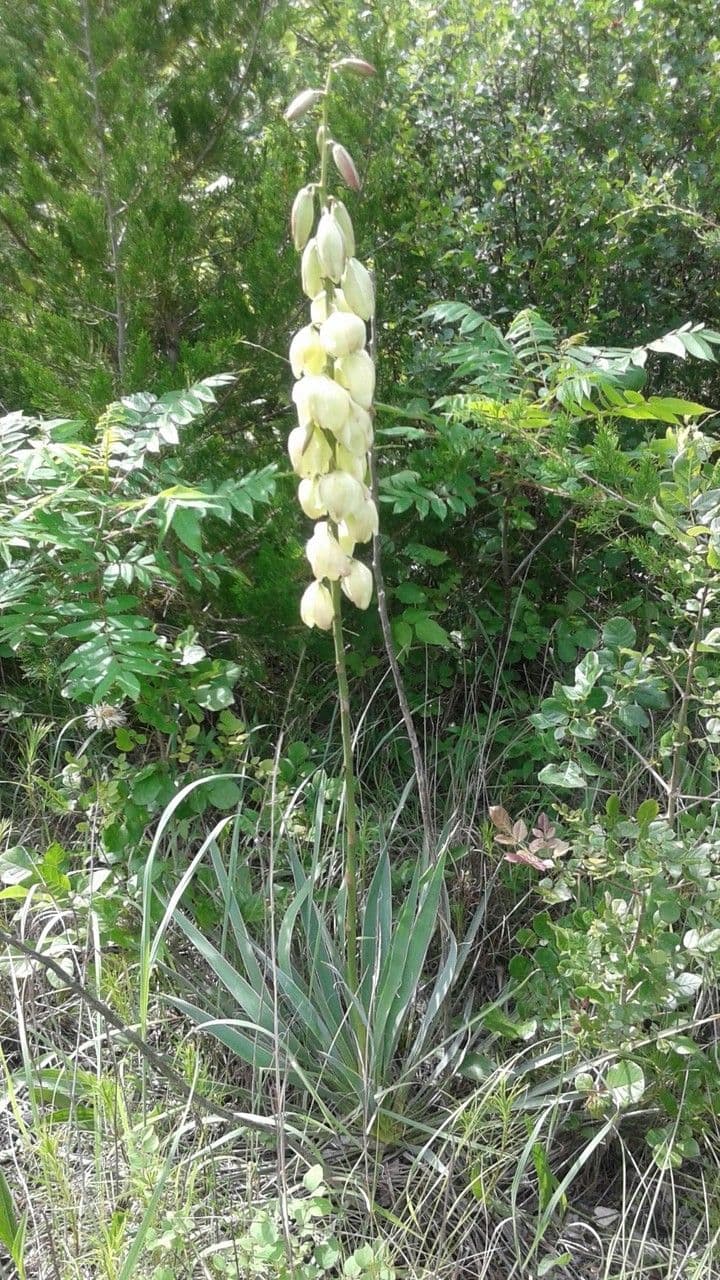 Arkansas-Yucca 9