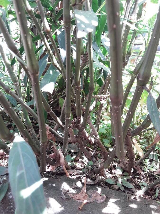 Ruellia simplex 21