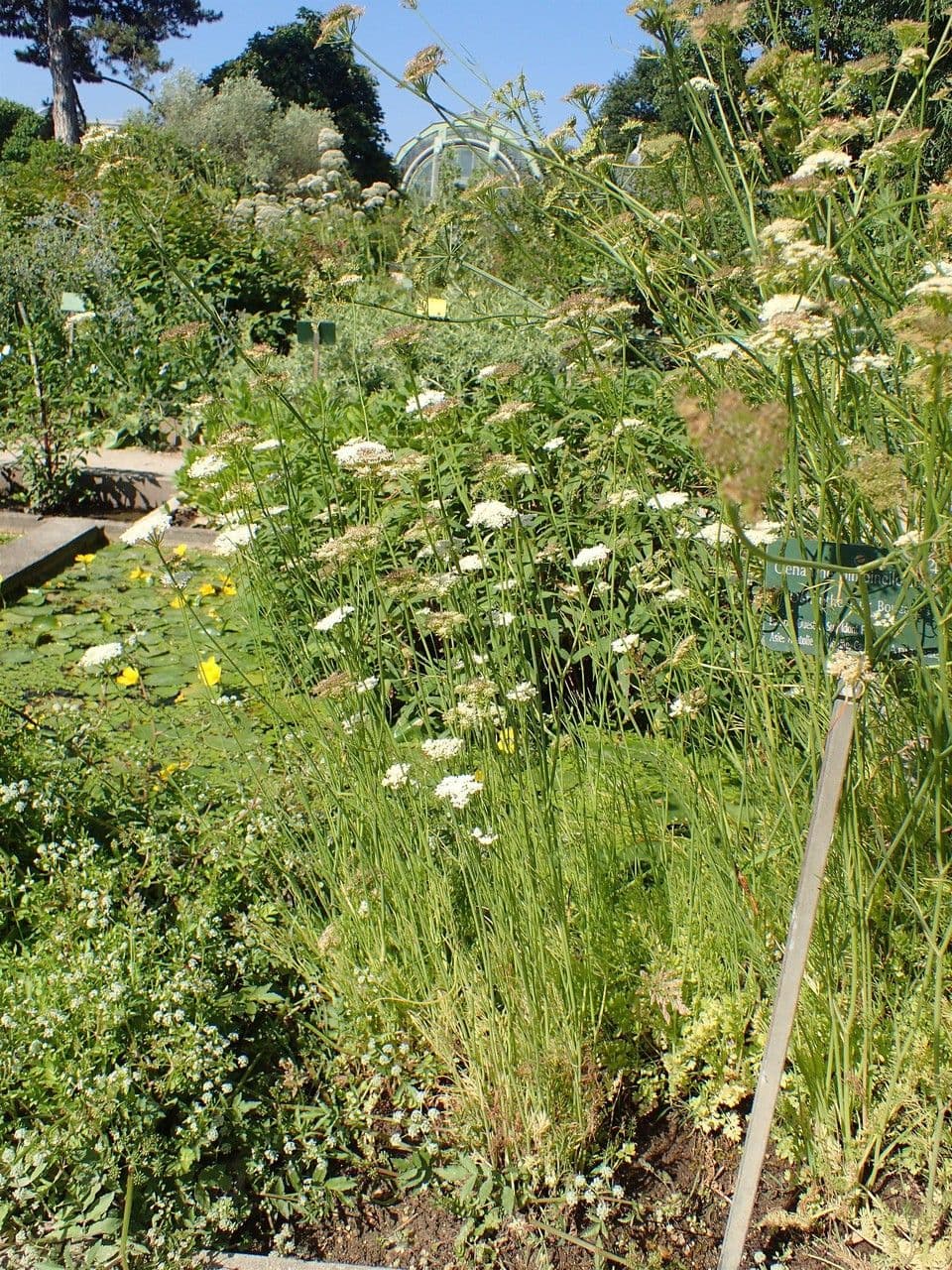 Oenanthe pimpinelloides 11