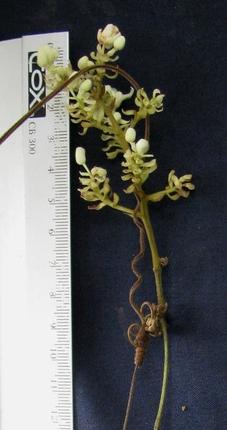 Serjania rhombea 6