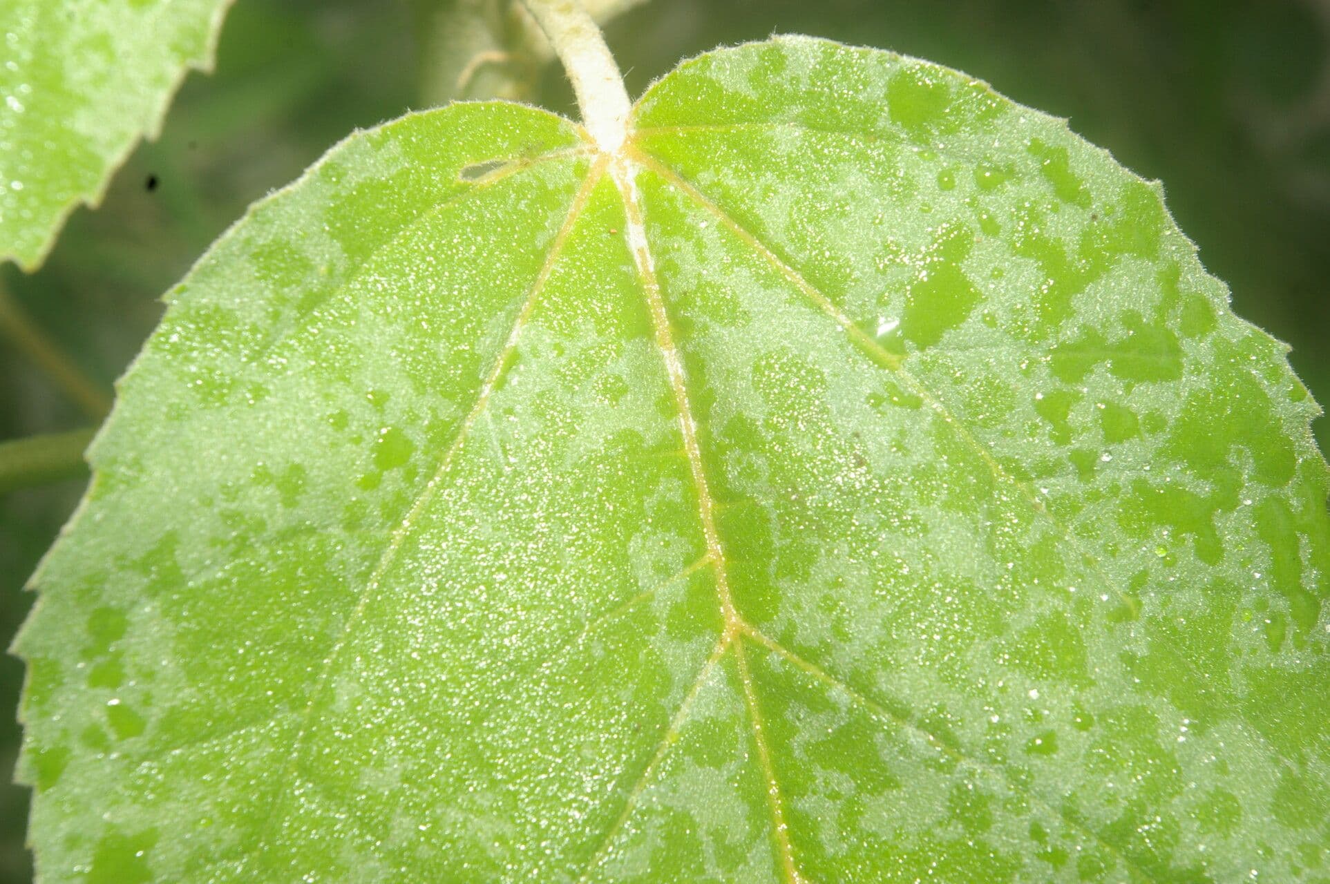 Croton argentato 5