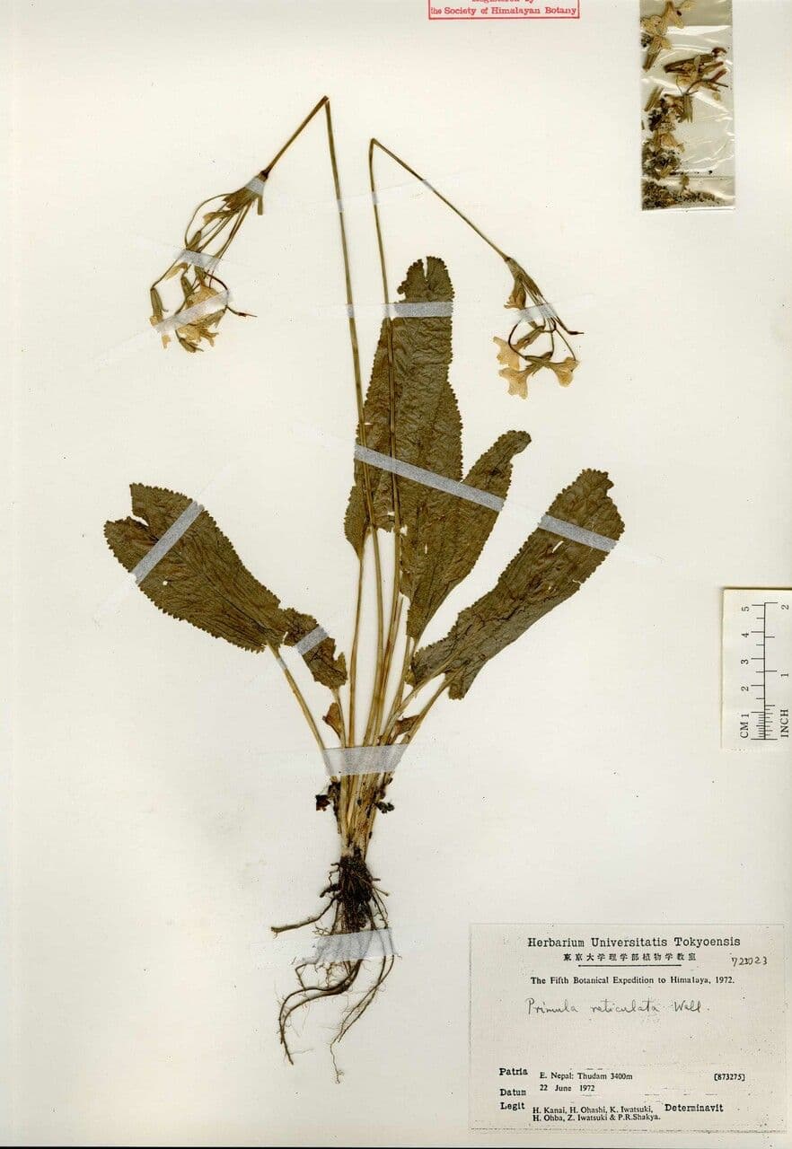 Primula 3
