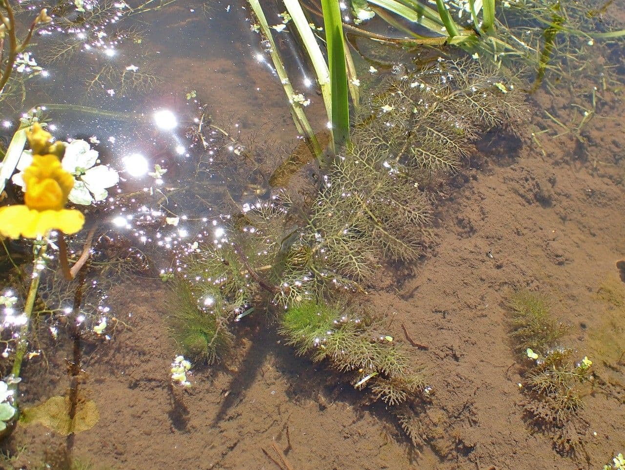 Erba vescica 13