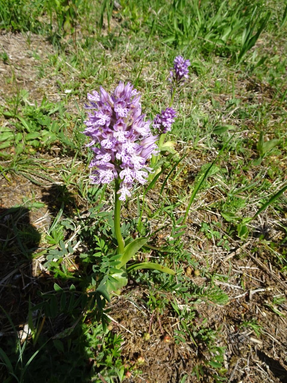 Orquídea tridentada 17