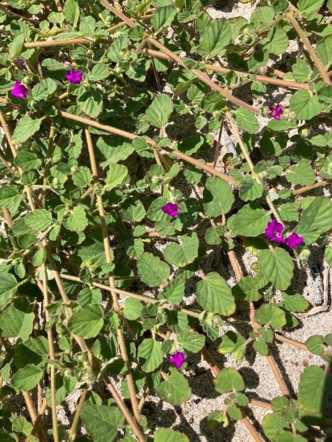 Boerhavia scarlatta 7
