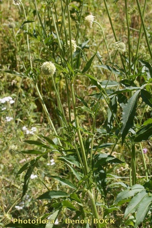 Cephalaria alpina 14