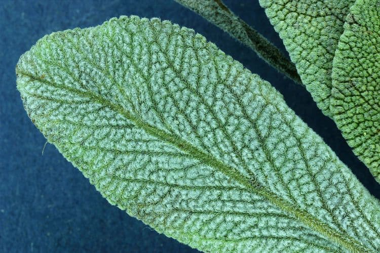 Salvia sonomensis 14