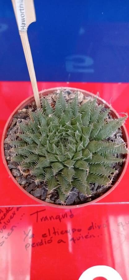 Haworthia 3