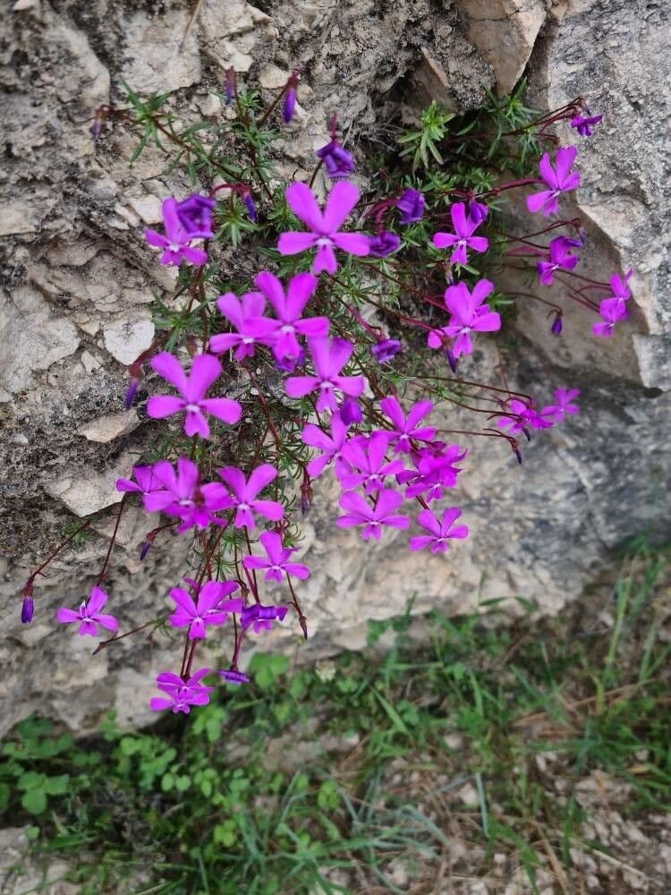 Violette 11