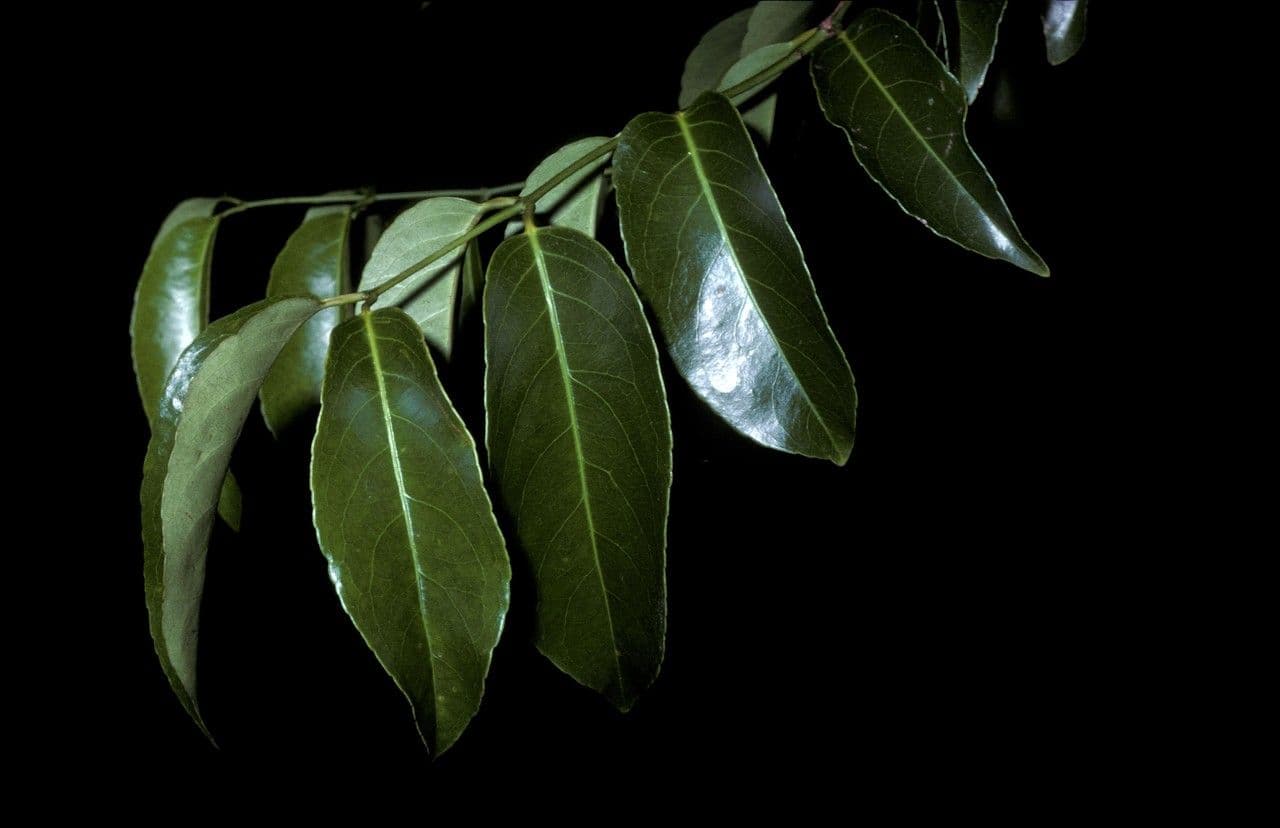 Hippocratea 18