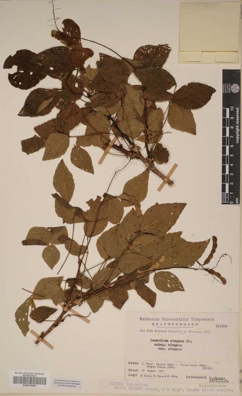 Phyllodium 7