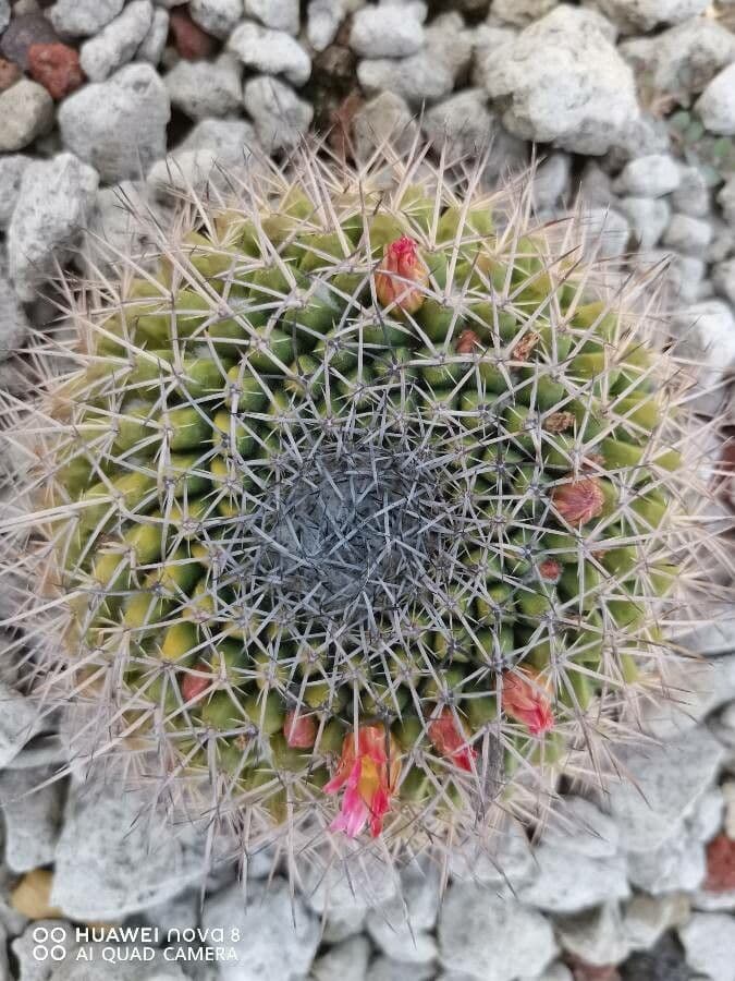 Mammillaria 2
